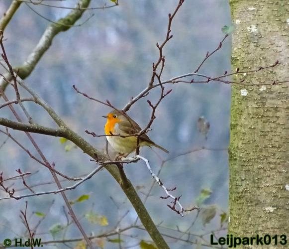 Leijpark013    5 &amp; 6 december 2020 