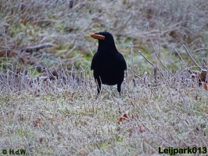 Leijpark013    5 &amp; 6 december 2020 