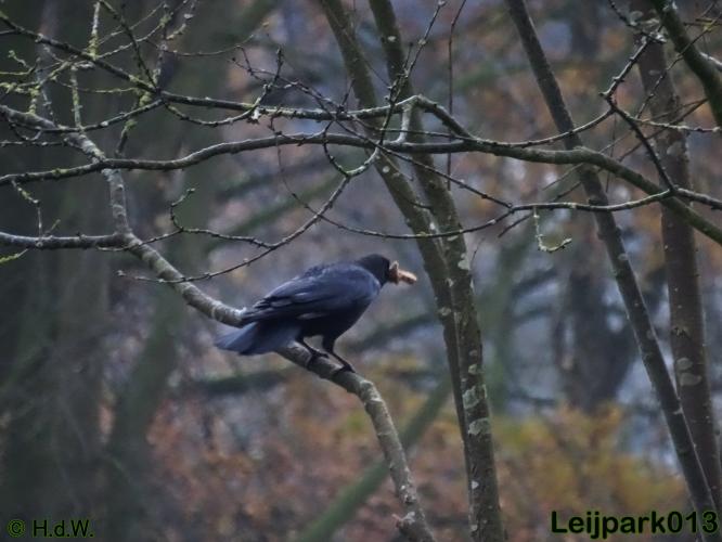 Leijpark013    5 &amp; 6 december 2020 