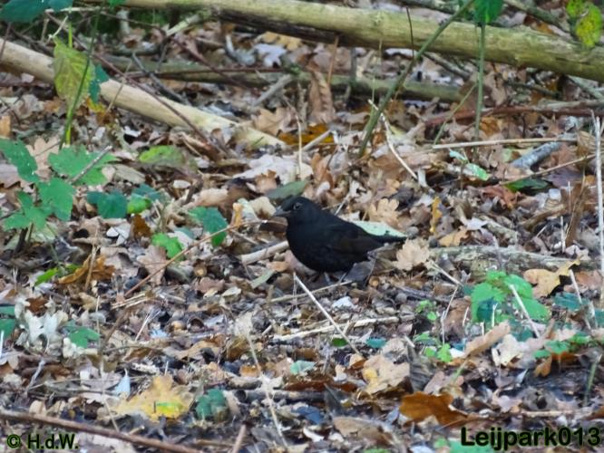 Leijpark013    5 &amp; 6 december 2020 