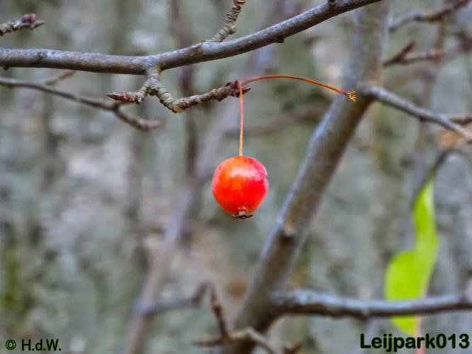 Leijpark013    5 &amp; 6 december 2020 