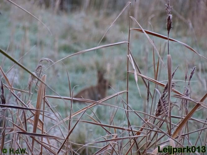 Leijpark013    5 &amp; 6 december 2020 