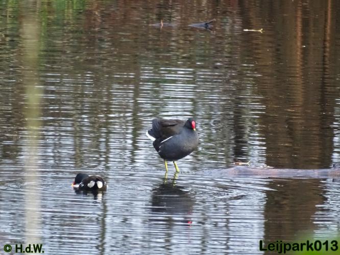 Leijpark013    5 &amp; 6 december 2020 