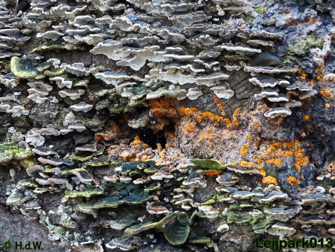 Leijpark013    5 &amp; 6 december 2020 