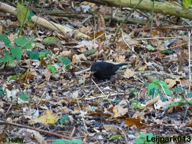 Leijpark013    5 &amp; 6 december 2020 