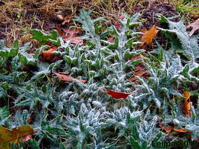 Leijpark013    5 &amp; 6 december 2020 