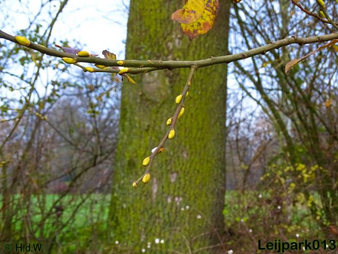 Leijpark013    5 &amp; 6 december 2020 