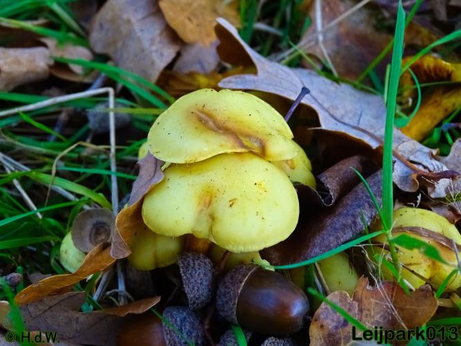 Leijpark013    5 &amp; 6 december 2020 