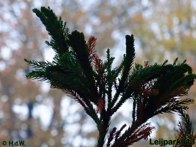 Leijpark013    5 &amp; 6 december 2020 