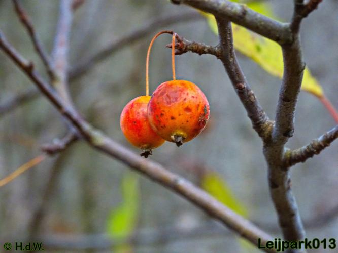 Leijpark013    5 &amp; 6 december 2020 