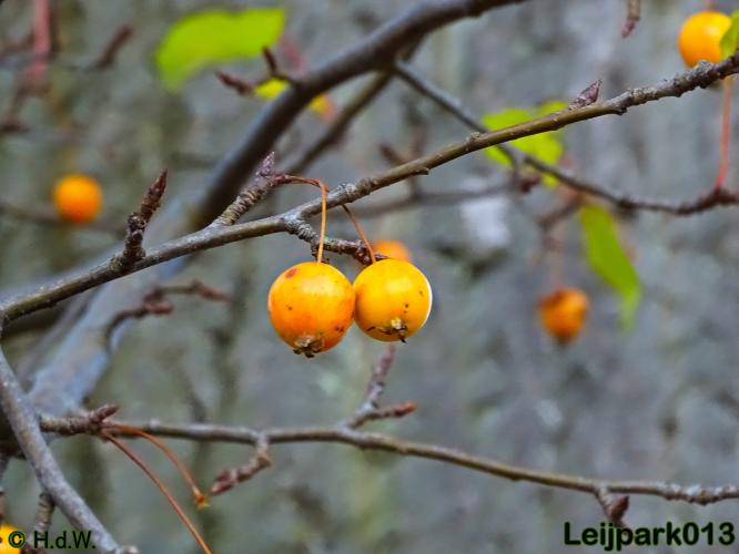 Leijpark013    5 &amp; 6 december 2020 