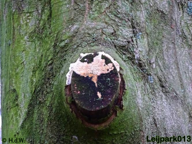 Leijpark013    5 &amp; 6 december 2020 