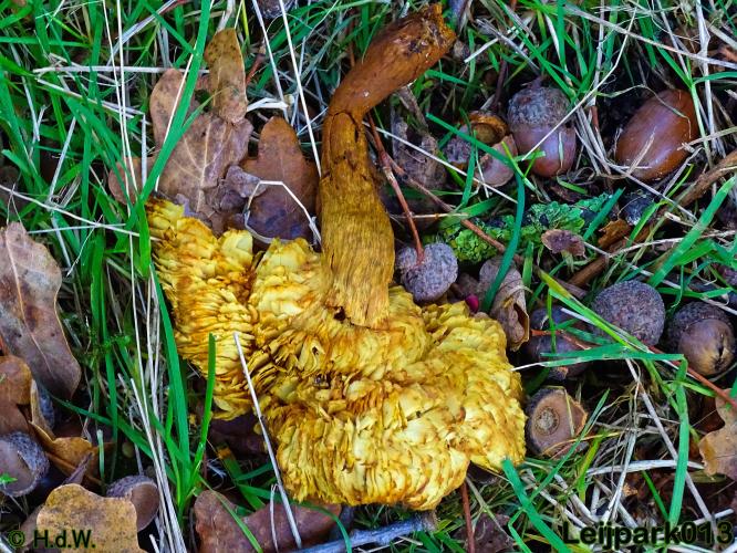 Leijpark013    5 &amp; 6 december 2020 