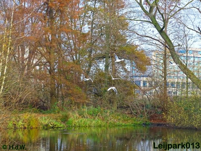 Leijpark013    5 &amp; 6 december 2020 