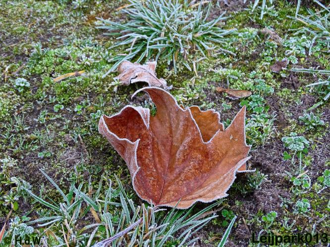 Leijpark013    5 &amp; 6 december 2020 