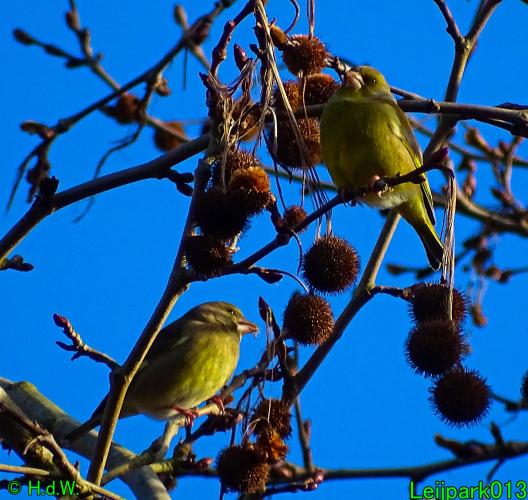 Leijpark013   25 &amp; 26 &amp; 27 januari 2021 