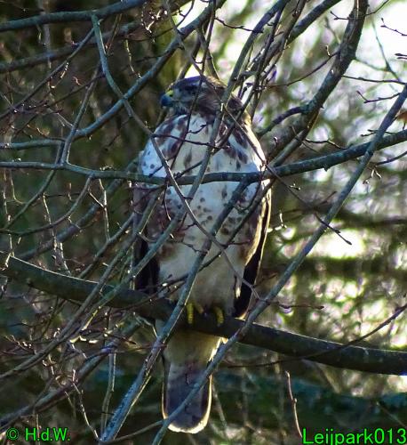 Leijpark013   25 &amp; 26 &amp; 27 januari 2021 