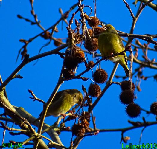 Leijpark013   25 &amp; 26 &amp; 27 januari 2021 