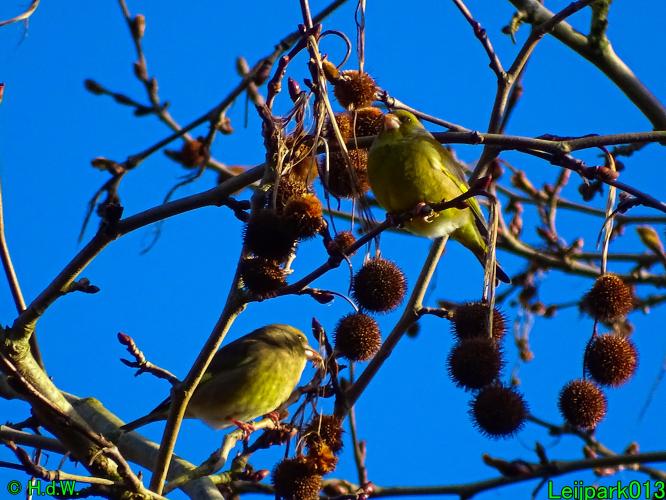 Leijpark013   25 &amp; 26 &amp; 27 januari 2021 