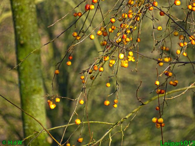 Leijpark013   25 &amp; 26 &amp; 27 januari 2021 