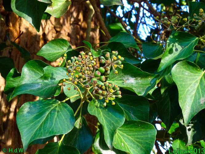 Leijpark013   25 &amp; 26 &amp; 27 januari 2021 