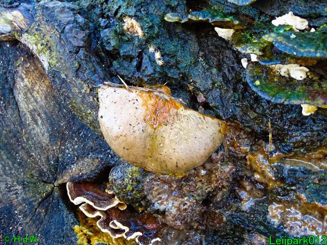 Leijpark013   25 &amp; 26 &amp; 27 januari 2021 