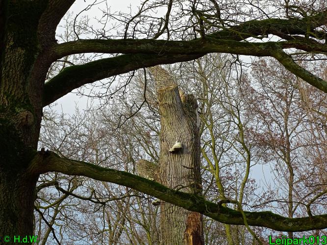 Leijpark013   25 &amp; 26 &amp; 27 januari 2021 