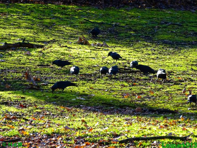 Leijpark013   25 &amp; 26 &amp; 27 januari 2021 