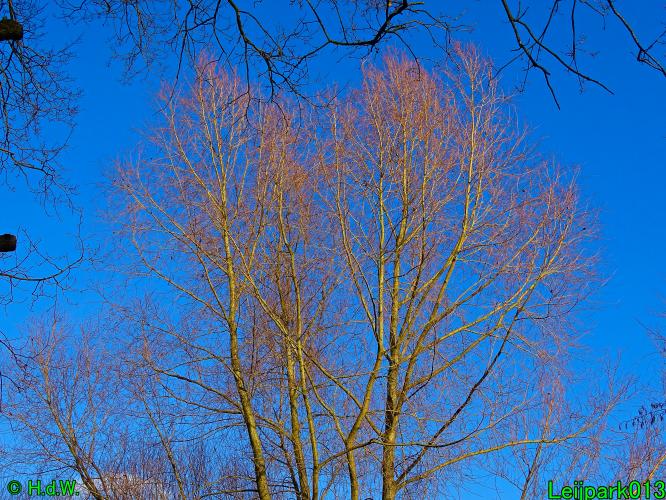 Leijpark013   25 &amp; 26 &amp; 27 januari 2021 