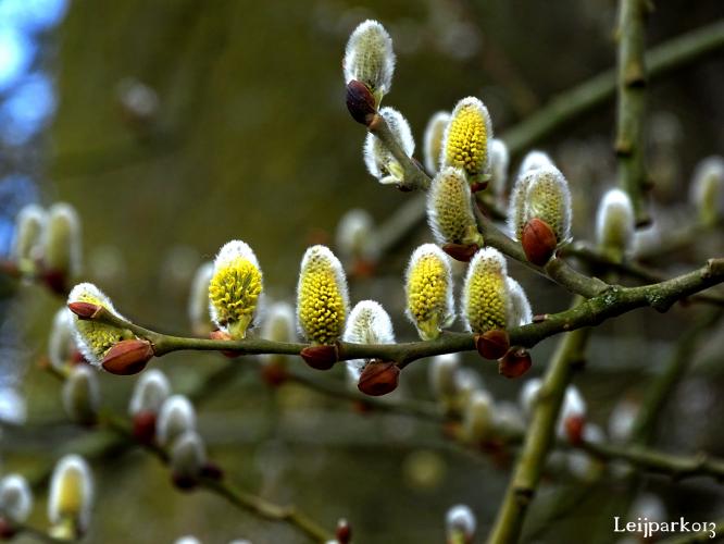 Leijpark013    9 &amp; 10 maart 2021 