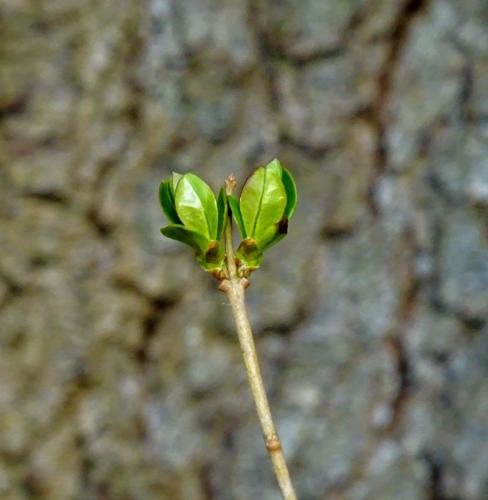 Leijpark013    9 &amp; 10 maart 2021 