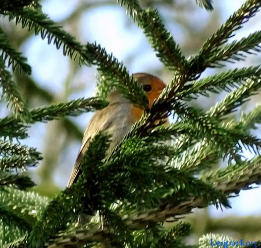 Leijpark013    9 &amp; 10 maart 2021 