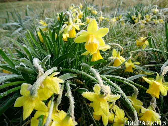 Leijpark013    9 &amp; 10 maart 2021 