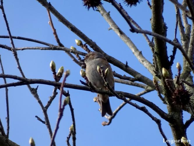 Leijpark013    9 &amp; 10 maart 2021 