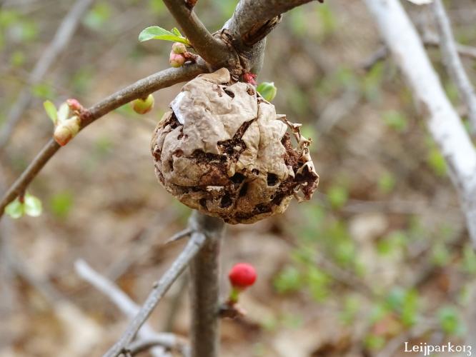 Leijpark013    9 &amp; 10 maart 2021 