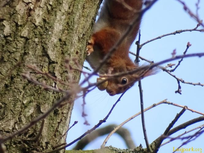 Leijpark013    9 &amp; 10 maart 2021 