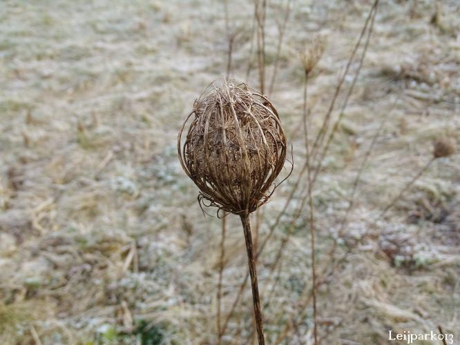 Leijpark013    9 &amp; 10 maart 2021 
