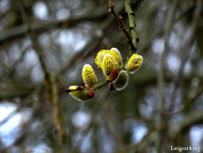 Leijpark013    9 &amp; 10 maart 2021 