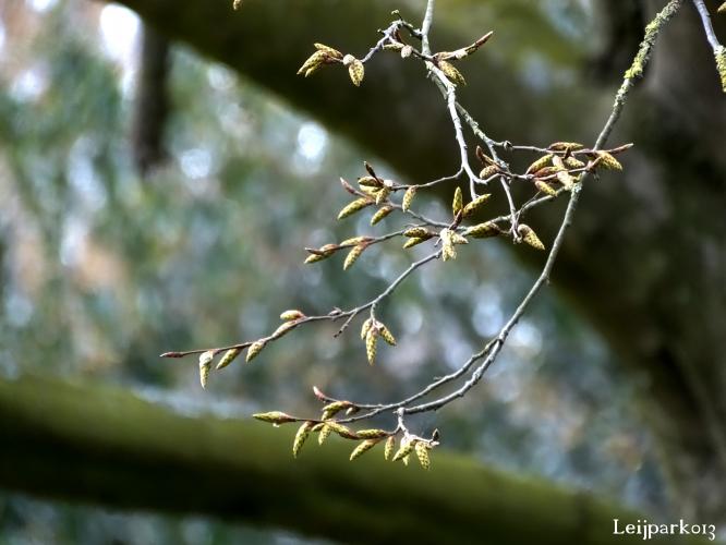 Leijpark013    9 &amp; 10 maart 2021 