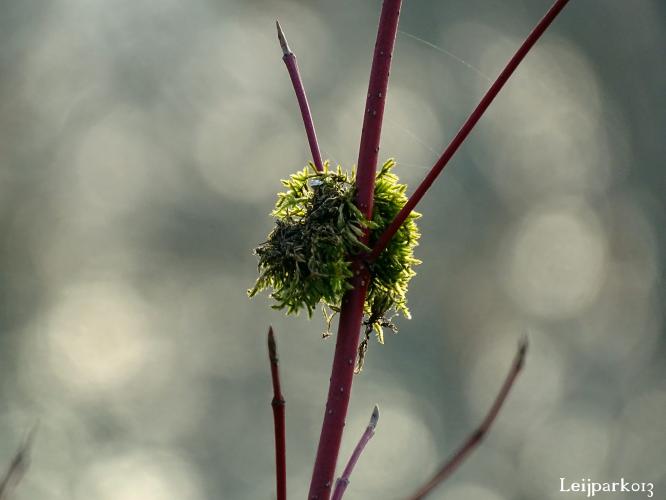 Leijpark013    9 &amp; 10 maart 2021 