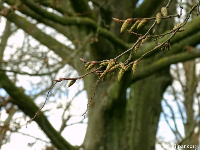 Leijpark013    9 &amp; 10 maart 2021 