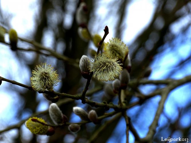 Leijpark013    9 &amp; 10 maart 2021 