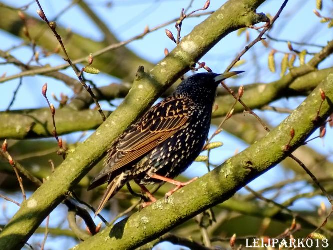 Leijpark013    9 &amp; 10 maart 2021 