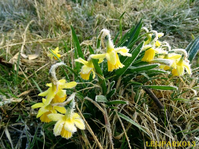 Leijpark013    9 &amp; 10 maart 2021 