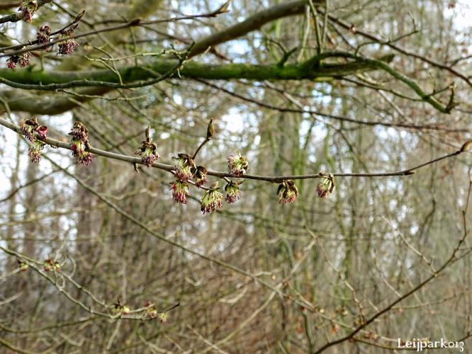 Leijpark013    9 &amp; 10 maart 2021 