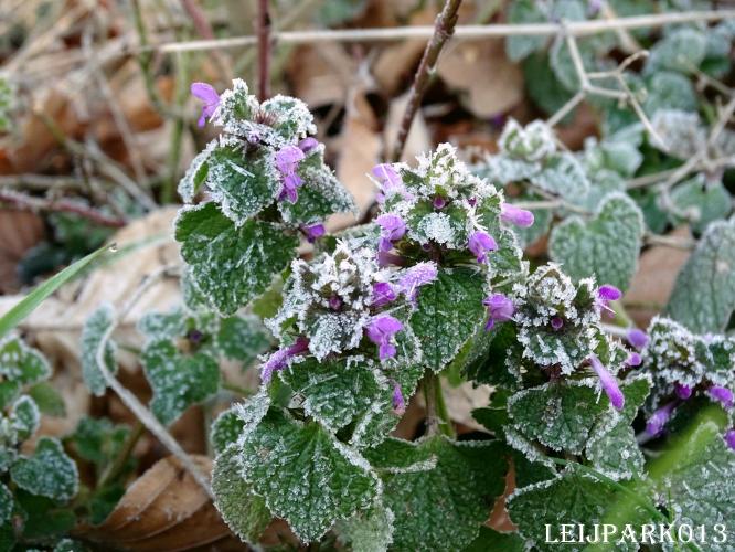 Leijpark013    9 &amp; 10 maart 2021 