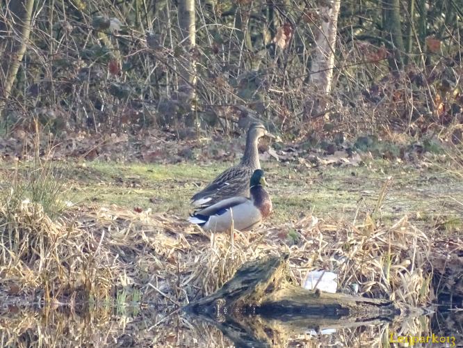 Leijpark013    9 &amp; 10 maart 2021 