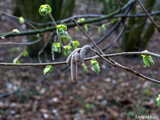 Leijpark013    9 &amp; 10 maart 2021 