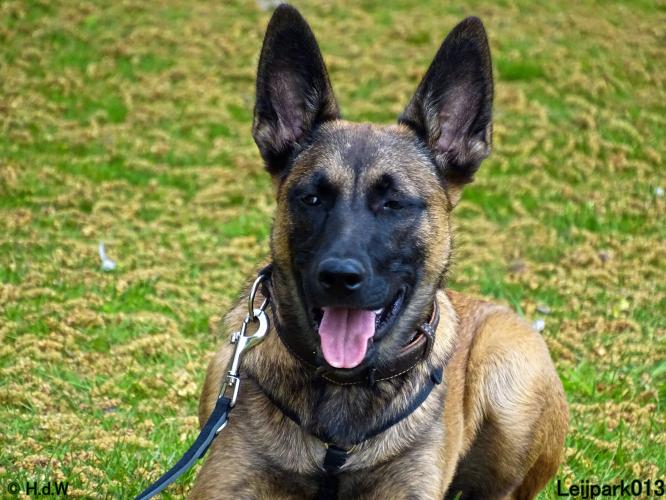 Leijpark013 Beestenboel 7 mei 2021 