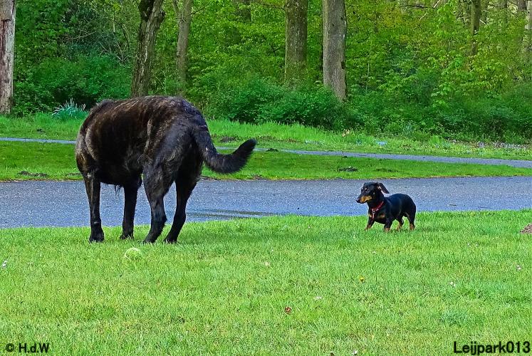 Leijpark013 Beestenboel 7 mei 2021 
